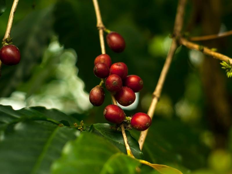 Coffea Canephora