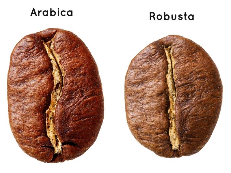 differenze chicco robusta e arabica